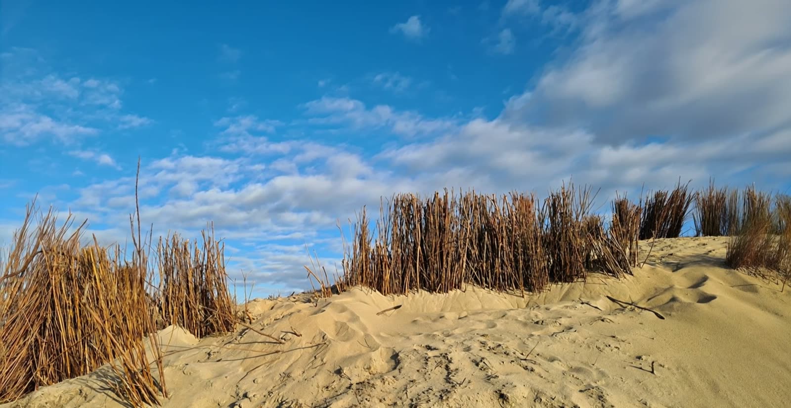 De duinen met rietschermen bij de Brouwersdam
